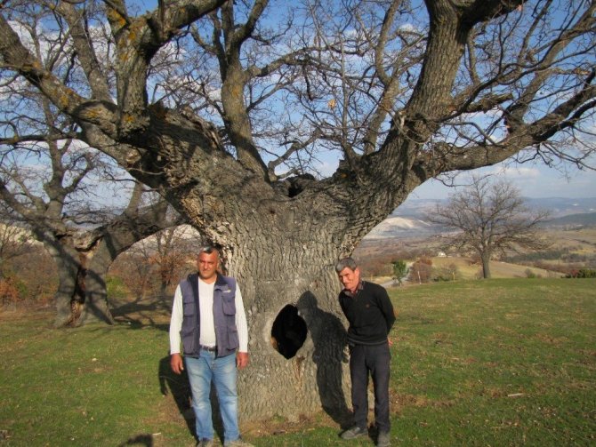400 Yıllık Meşe Ağacının Koruma Altına Alınması İsteniyor