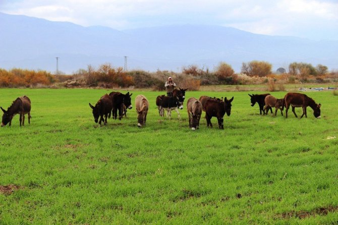 Eşek Sütüyle Şifa Buldu, Çiftliğini Kurdu