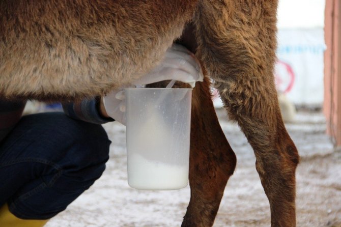 Eşek Sütüyle Şifa Buldu, Çiftliğini Kurdu