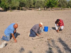Kavun Tohumu Toprakla Buluştu