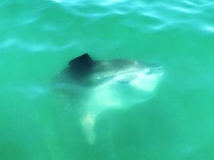 Fethiye’de ’Ay Balığı’ Görenleri Şaşırttı