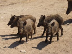 Bozdoğan’da Zirai Amaçlı Domuz Avı Yarın Başlıyor