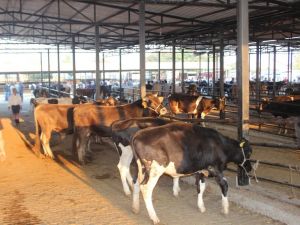 Aydın Hayvan Pazarı’nda Kurban Öncesi Durgunluk