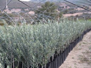 Manisa’da Arbequina Çeşidi Zeytin Fidanına İlgi Artıyor