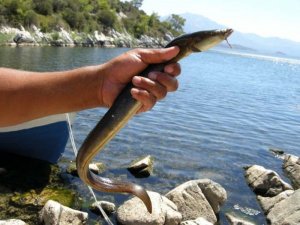 Meksika’dan Bafa’ya Gizemli Yolculuk