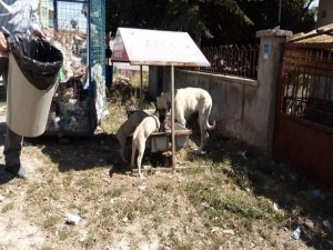 Aslanapa Belediyesi Hayvanlar İçin Beslenme Noktaları Yerleştirdi