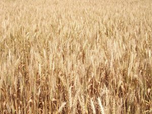Buğday Üreticisine Sigorta Uyarısı