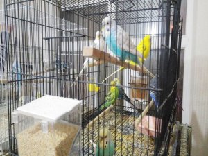 Bu Kuşlar ’Türkü’ Dinleyerek Büyüyor