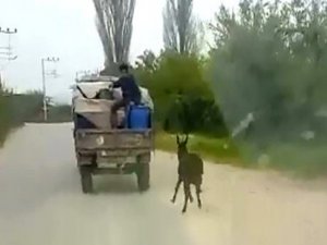 Kötü Muameleye Maruz Kalan Eşeği Jandarma Buldu