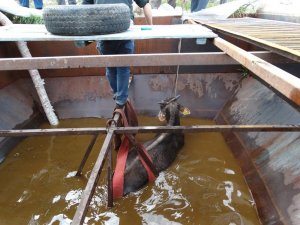 İçi Su Dolu Siloya Düşen Dana Belediye Ekipleri Tarafından Kurtarıldı