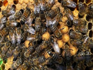 Ulaştırma Bakanlığı’ndan Arılara Geçiş Üstünlüğü Getirildi