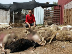 Aç Kalan Köpekler 45 Koyun Ve Keçiyi Telef Etti