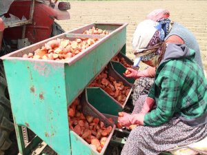 Patatesin Fiyatı 1,5 Liraya Kadar Düşer