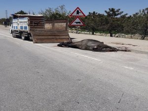 Otomobilin Çarptığı Manda Telef Oldu