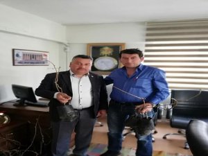 Buldan’da Kivi Fidanı Dağıtıldı