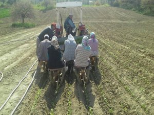 Gördes’te Tütün Dikimleri Başladı