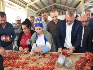 Vali Deniz Kiraz Hasadı Yaptı