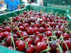 Tescilli Salihli Kirazı, Avrupa Ve Uzakdoğu’nun Ağzını Tatlandırıyor