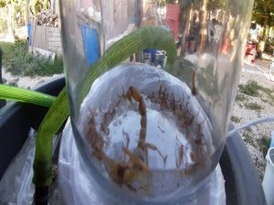 Aydın’da Bir Akrep 37 Yavru Doğurdu