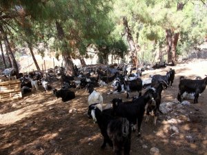 Fethiye’de Kurtlar Keçi Sürüsüne Saldırdı: 35 Keçi Telef Oldu