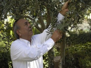 Tariş Zeytinyağı Birliği Zeytinyağının Fiyatını Açıkladı