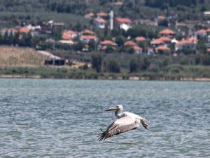 Büyük Menderes Deltası 256 Kuş Türüne Ev Sahipliği Yapıyor