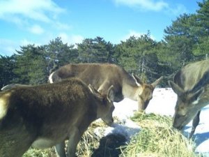 Kütahya’da Yaban Hayvanlarının Beslenme Anları Fotokapana Takıldı