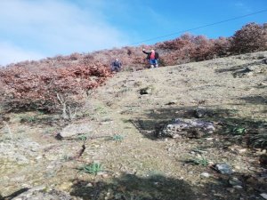 Zihinsel Engelli Yaşlı Adam Ormanda Ölü Bulundu