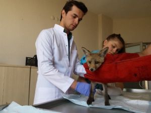 Yaralı Tilki Tedavi Edilerek Doğaya Bırakıldı