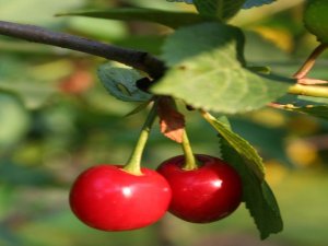 Kiraz Üreticisine Sigorta Uyarısı