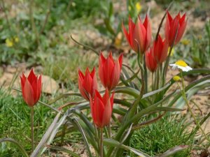 Manisa Lalesini Koparmanın Cezası 73 Bin 747 Tl