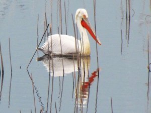 Tepeli Pelikan Tür Eylem Planı Platform Komisyonu İnceleme Yaptı