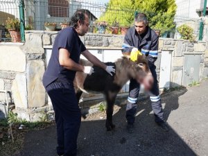 Yaralı Eşek İçin Seferber Oldular