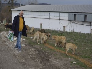 Tavşanlı’da Sokak Köpeklerini Kısırlaştırma Alanı Yapılıyor