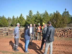 Ormanda Gençleştirme Çalışması