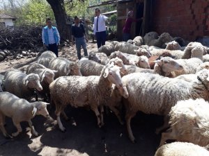 Simav’da 517 Çiftçiye 895 Bin Tl Küçükbaş Hayvan Desteklemesi