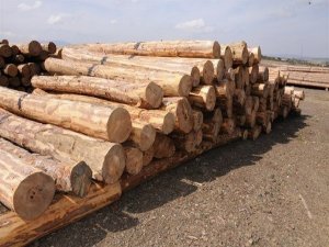 Kütahya Orman Bölge Müdürlüğü’nde ’E-satış’ Uygulaması