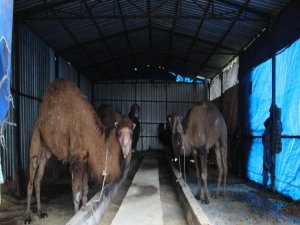 Aydın’da Develer Kölesteye Erken Alındı