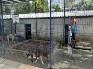 Kuşadası’nda Hayvan Bakım Ve Rehabilitasyon Merkezi Dezenfekte Edildi