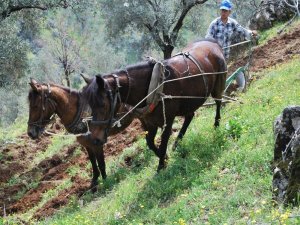 Aydın Ziraat Odası’ndan Çiftçiye ‘Daha Çok Üretin’ Çağrısı