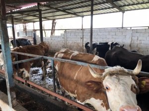 Milas’ta Aşılama Çalışmaları Devam Ediyor