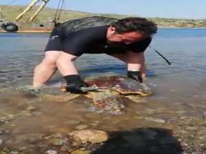 Deniz Kaplumbağasının Vücudunda Gördükleri Şok Etti