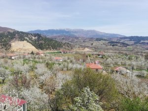 Bin 100 Ton Vişne Rekoltesi Bekleniyor