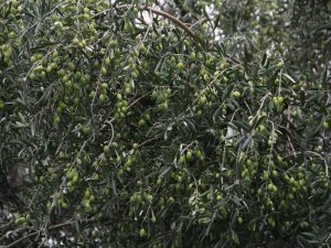 Aliağalı Zeytin Üreticilerine Önemli Duyuru