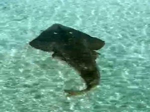 2 Metreye Yakın Kemane Balığı Çeşme’de Görüntülendi