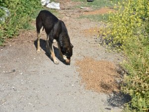 Manisa’da Sokak Hayvanları Unutulmadı