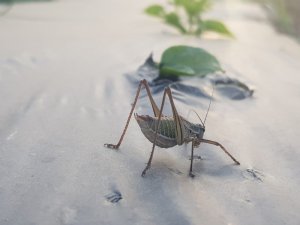 Tire’de Çekirgeler Mahsullere Zarar Verdi