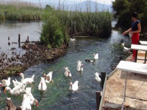 Azmağın Sembolleri Aç Kaldı