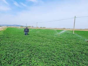 Başkan Hikmet Koyak: "Yonca Üretiminde Yüksek Rekolte Bekliyoruz"