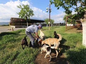 Efeler’de Sokak Hayvanları Unutulmadı
